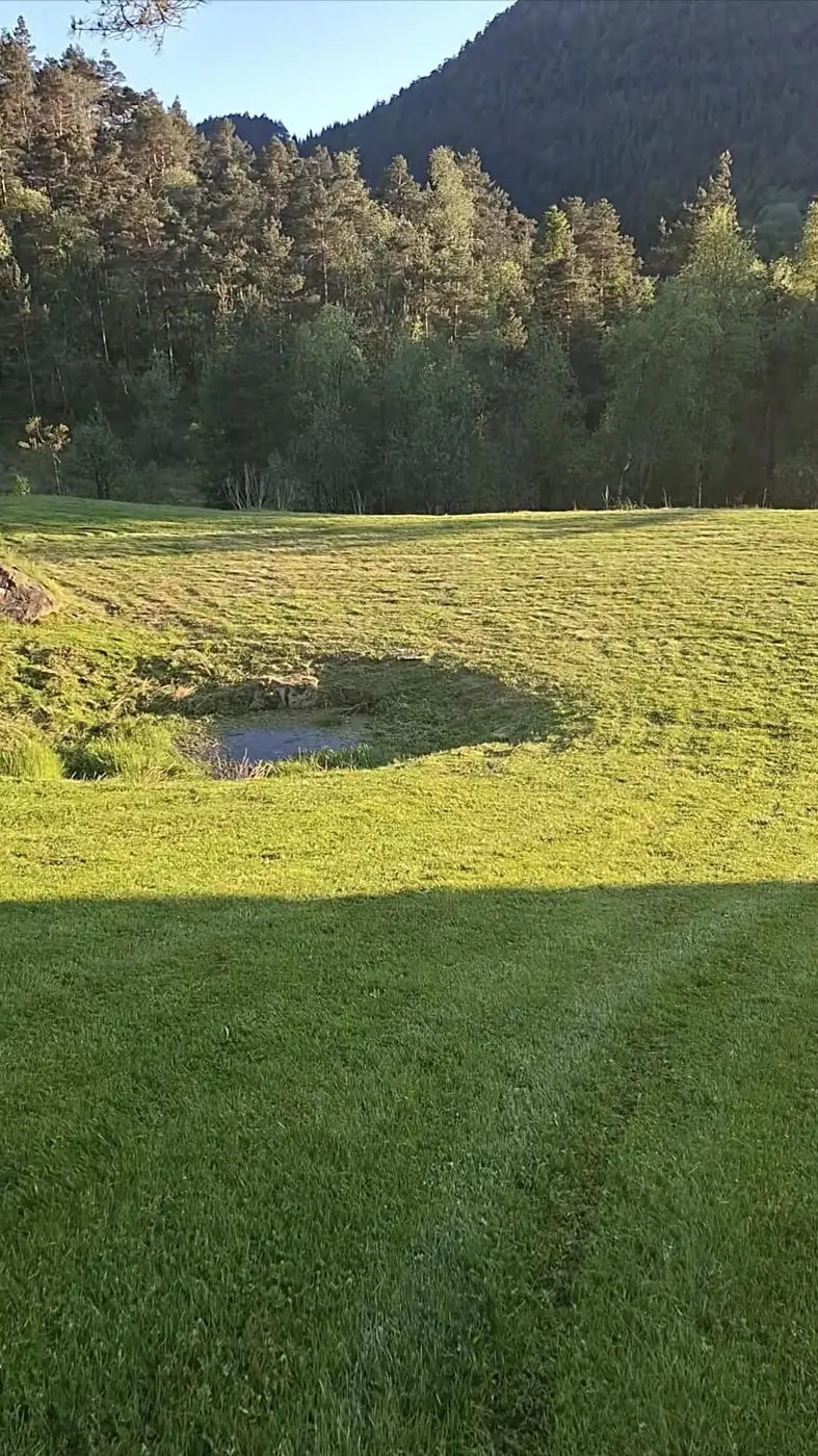 Nyklippet plen med tydelige striper